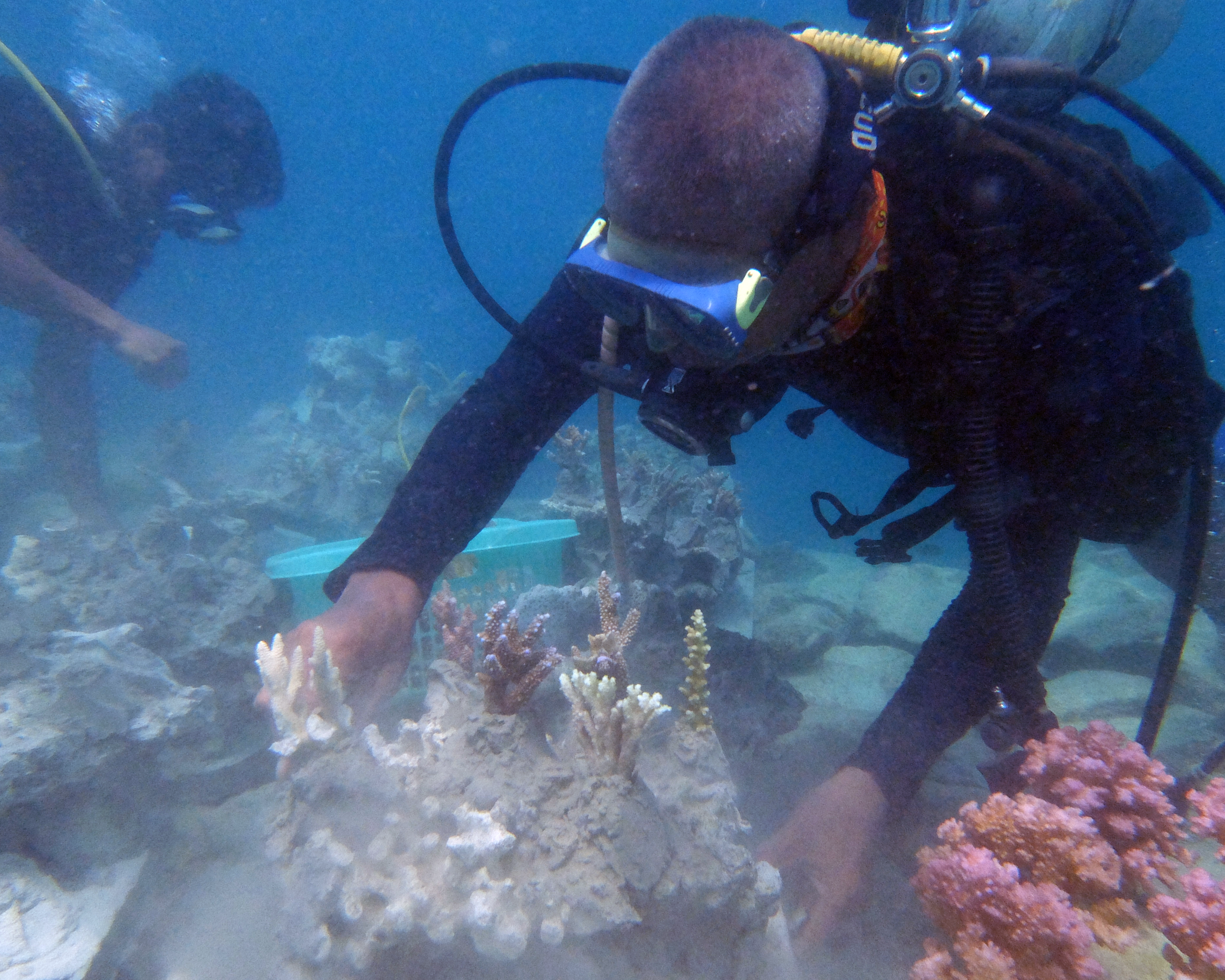 Restoring Indonesia’s Coral Reefs - Restoration Stewards By Global ...