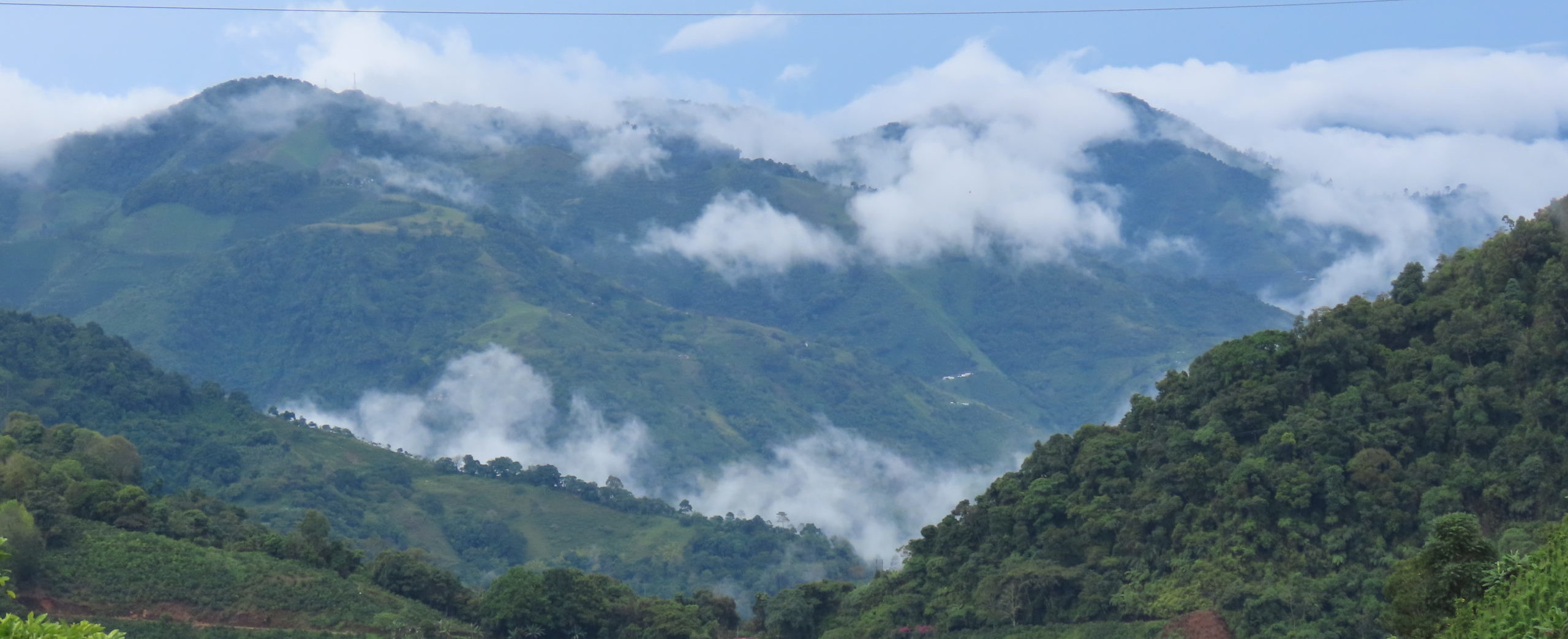 Especies pioneras para la restauración de ecosistemas en los Andes de ...