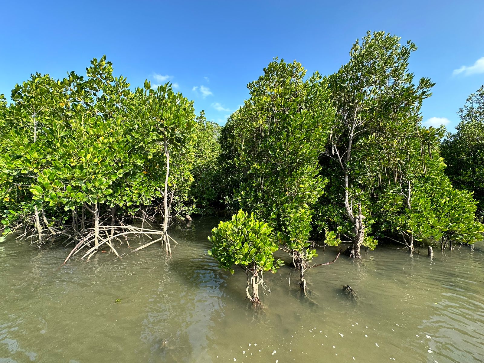 Rooted in tranquility: A journey through Kenyan mangroves - Restoration ...